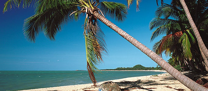 An image of a palm tree on a beach in Koh Samui